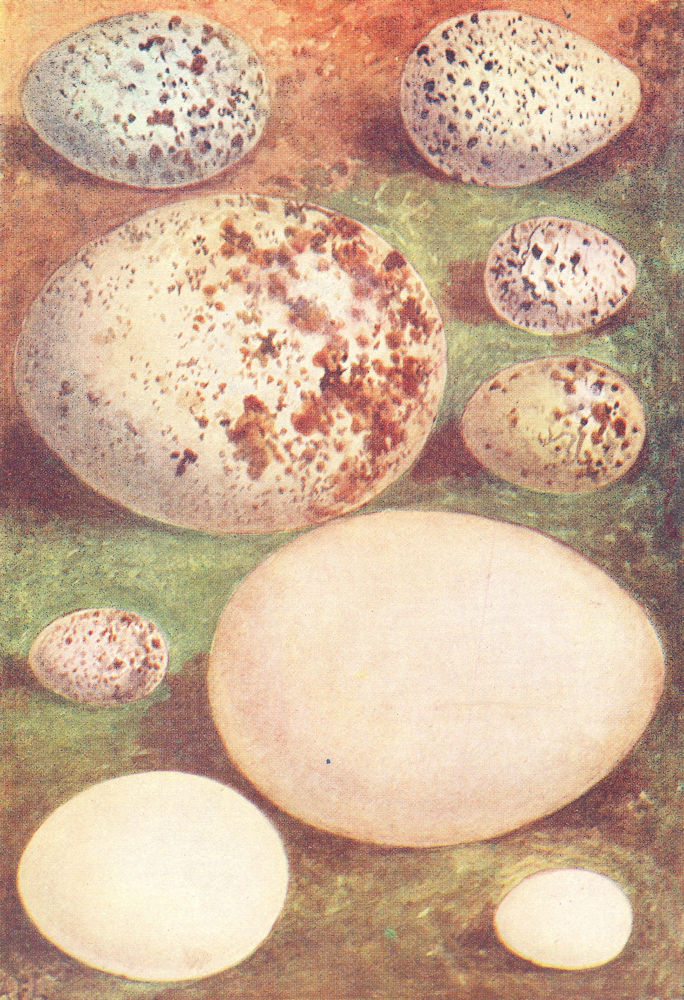 EGGS. Ring Ouzel; Kentish Plover; Buzzard; Hawfinch 1901 old antique print