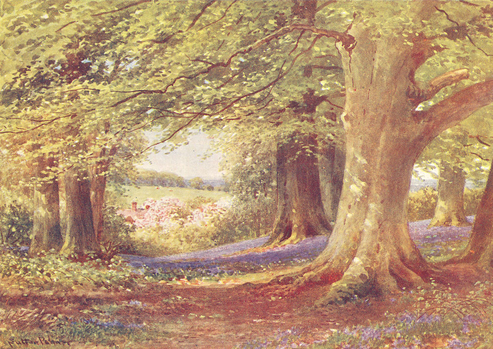 Beeches and Bluebells, Buckinghamshire by Sutton Palmer 1920 old antique print