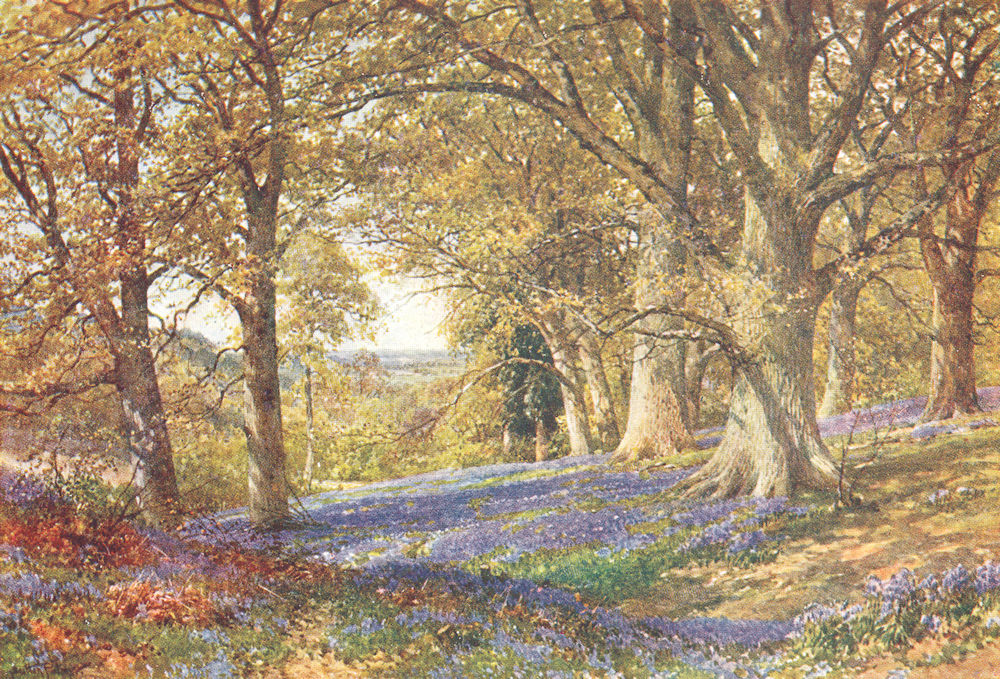 SURREY. A Slope of Bluebells, Hascombe 1912 old antique vintage print picture