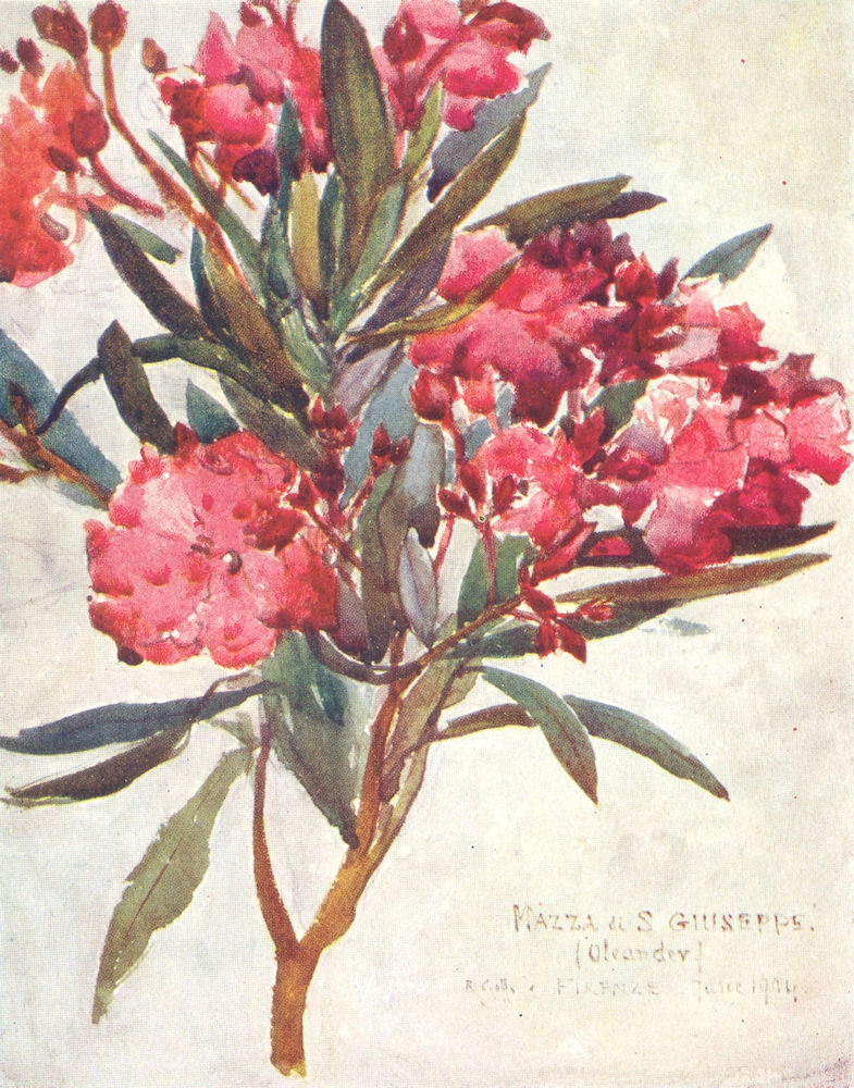 TUSCANY TOSCANA. Pink Oleander Blossom, the "Mazza di San Giuseppe" 1905 print