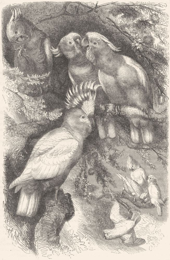 BIRDS. Cracker. Parrot. Cockatoo c1870 old antique vintage print picture