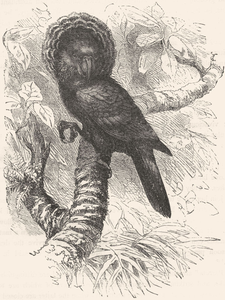 BIRDS. Cracker. Parrot. Crested Hawk c1870 old antique vintage print picture