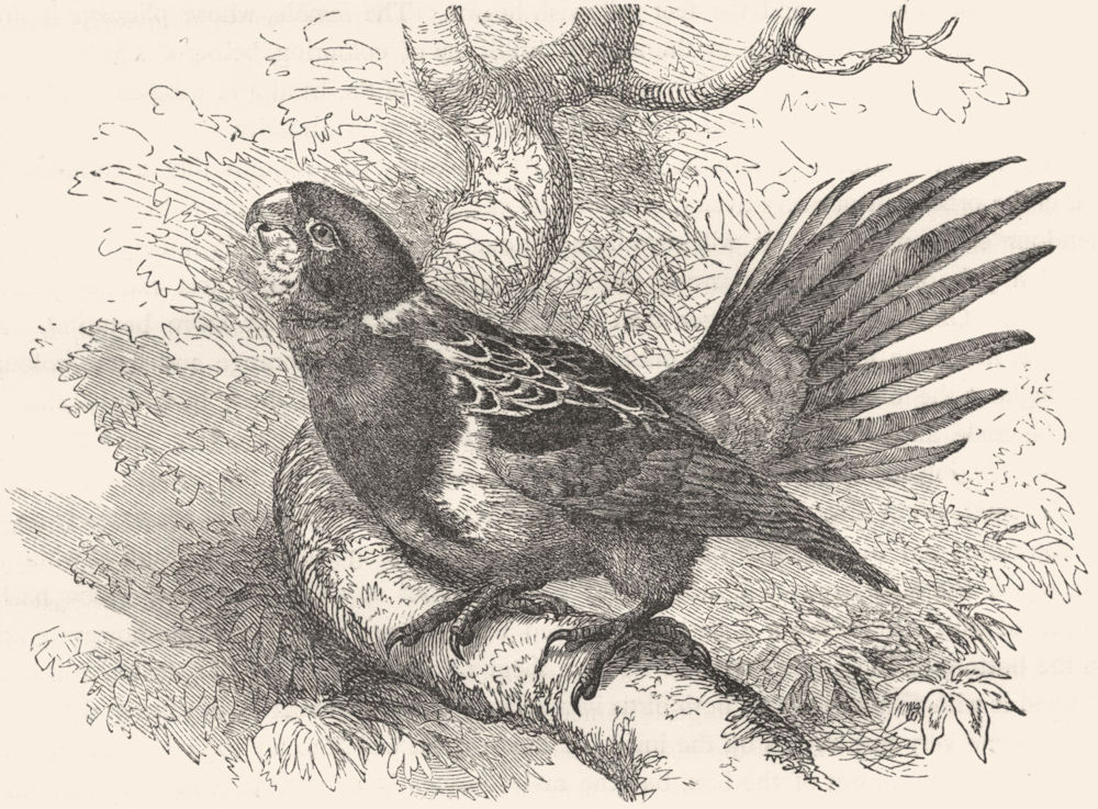 CRACKER. Long-Tailed Parrot, Parrakeet. Rosella c1870 old antique print