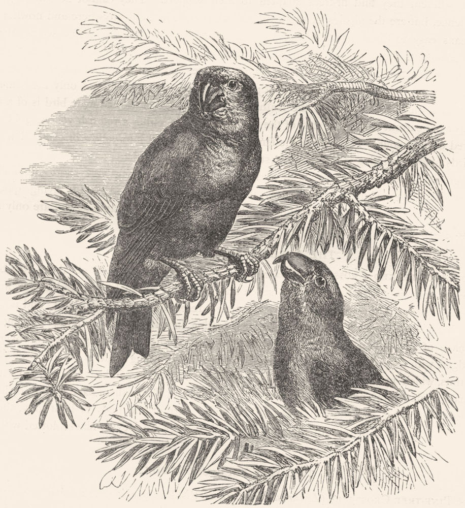 BIRDS. Passerine. Cross-Bill. Large-Beaked  c1870 old antique print picture