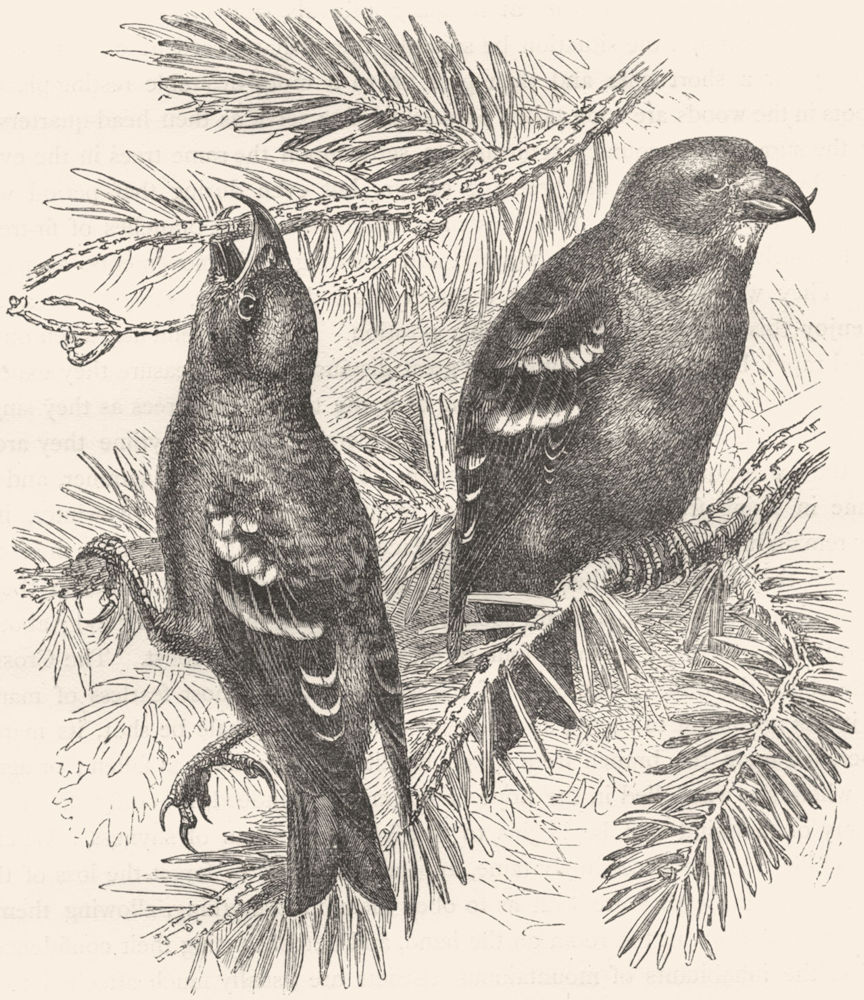 BIRDS. Passerine. Cross-Bill. Banded  c1870 old antique vintage print picture