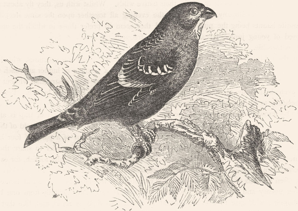 BIRDS. Passerine. Cross-Bill. Pine Grosbeak c1870 old antique print picture
