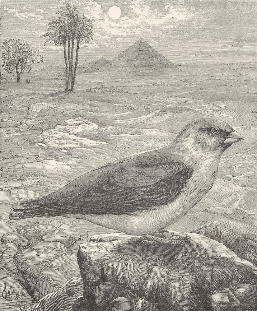 BIRDS. Passerine. Bullfinch. Desert Trumpeter c1870 old antique print picture