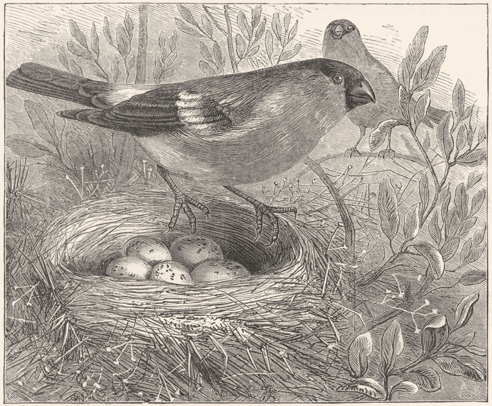 BIRDS. Passerine. Bullfinch. Female & Nest c1870 old antique print picture