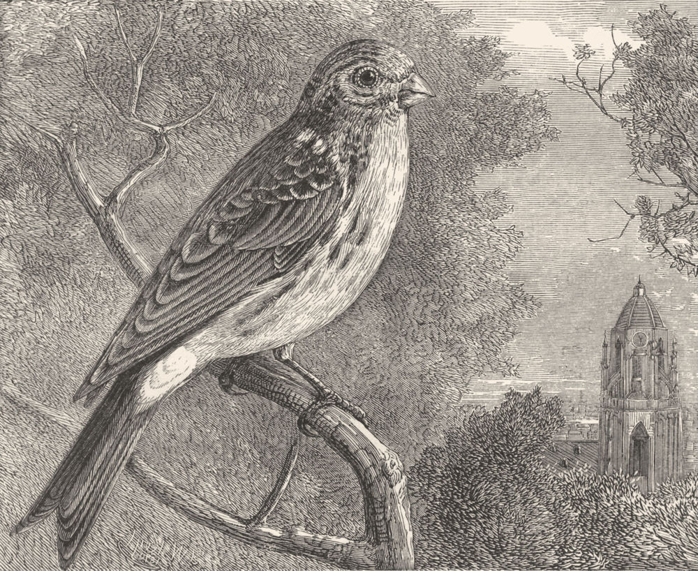 BIRDS. Passerine. Bullfinch. Girlitz c1870 old antique vintage print picture