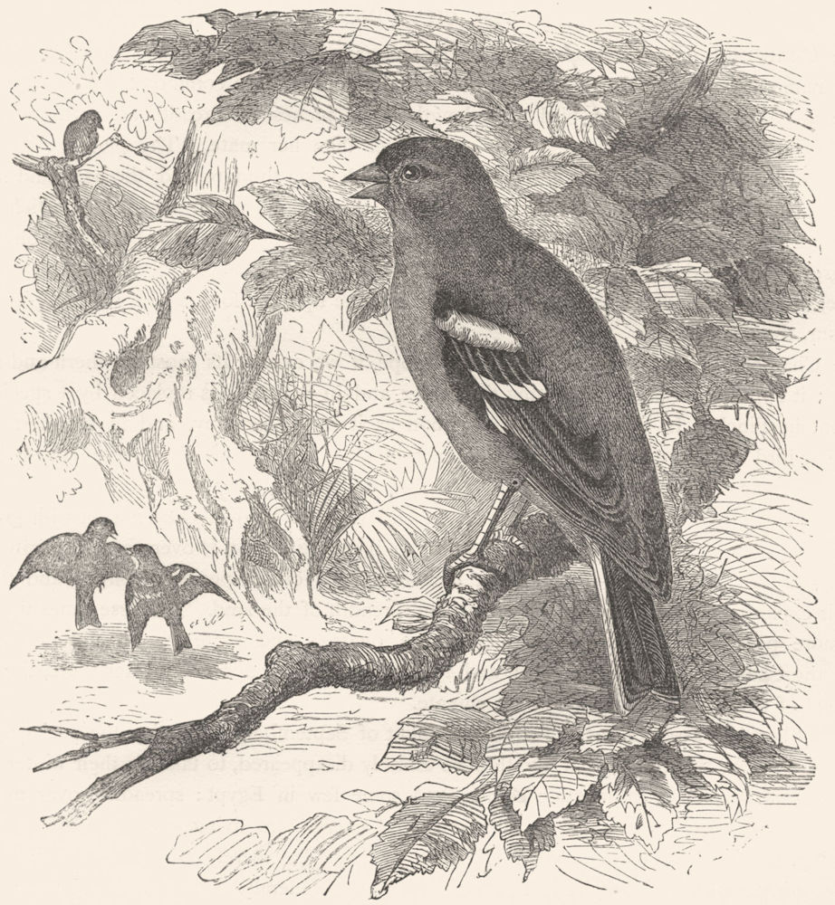BIRDS. Passerine. Finch. Chaffinch c1870 old antique vintage print picture
