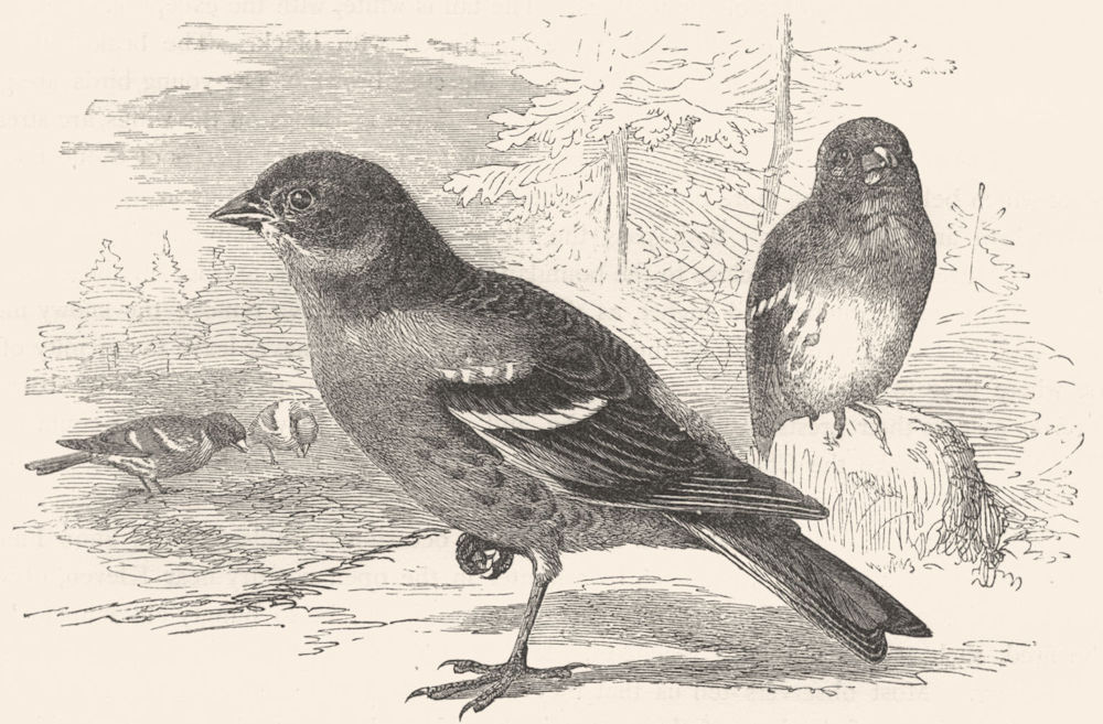 BIRDS. Passerine. Finch. Mountain c1870 old antique vintage print picture