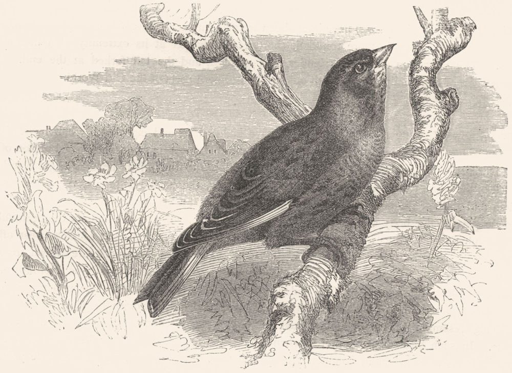 BIRDS. Passerine. Finch. Brown Linnet c1870 old antique vintage print picture