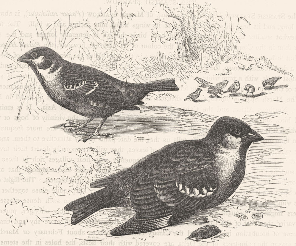 BIRDS. Passerine. Sparrow. Tree & House c1870 old antique print picture
