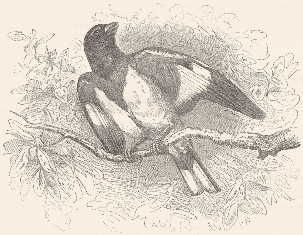 PASSERINE SPARROW. Rose-breasted Hawfinch c1870 old antique print picture