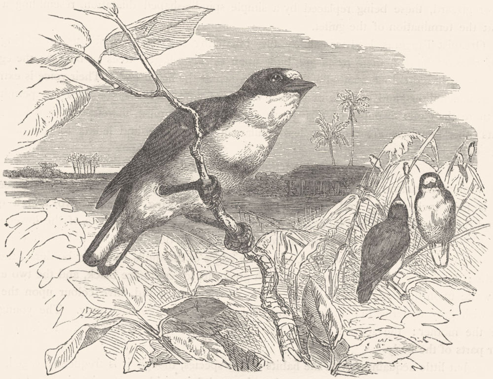 BIRDS. Passerine. Habias. Guttarama c1870 old antique vintage print picture