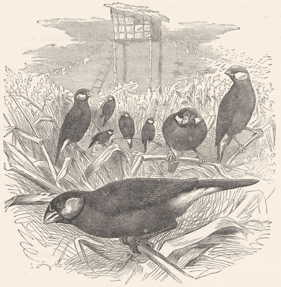 BIRDS. Passerine. Habias. Rice Bird c1870 old antique vintage print picture