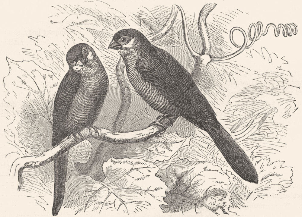 BIRDS. Passerine. Habias. Pheasant Finch c1870 old antique print picture