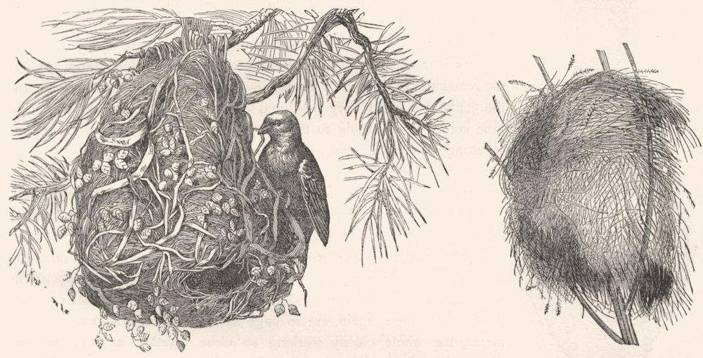HABIAS. Nest Gold-fronted Weaver Bird; Astrilda c1870 antique print