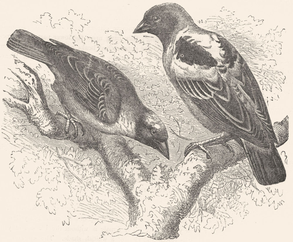 BIRDS. Passerine. Weaver. Golden Bird & Masked c1870 antique print picture