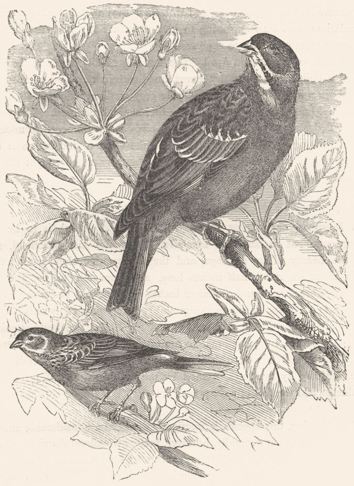 BIRDS. Passerine. Bunting. Ortolan, garden c1870 old antique print picture