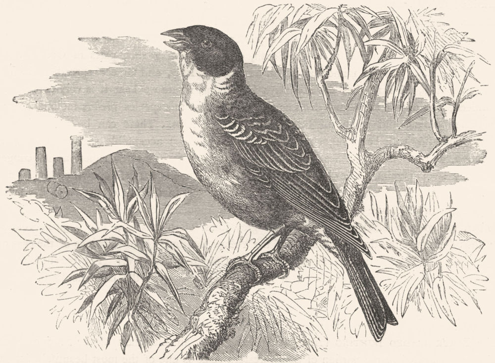 BIRDS. Passerine. Bunting. Black-headed c1870 old antique print picture