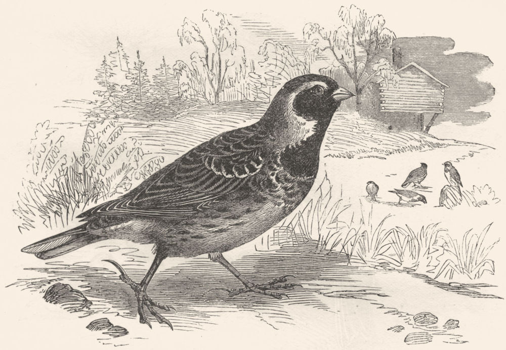 BIRDS. Passerine. Bunting. Lark c1870 old antique vintage print picture