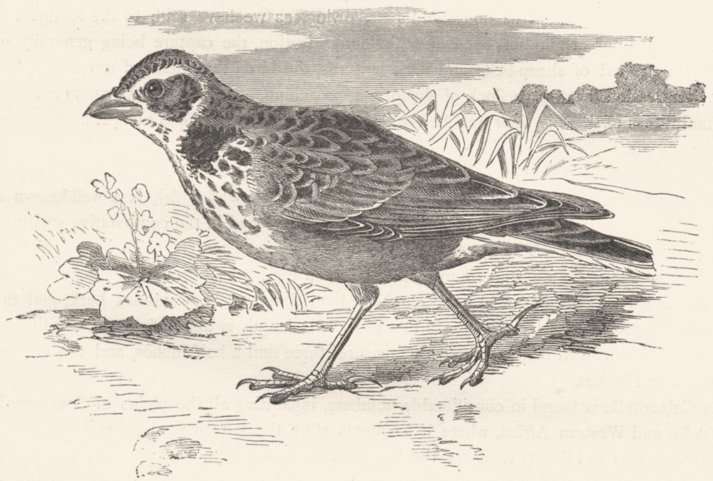BIRDS. Passerine. Lark. Calandra c1870 old antique vintage print picture