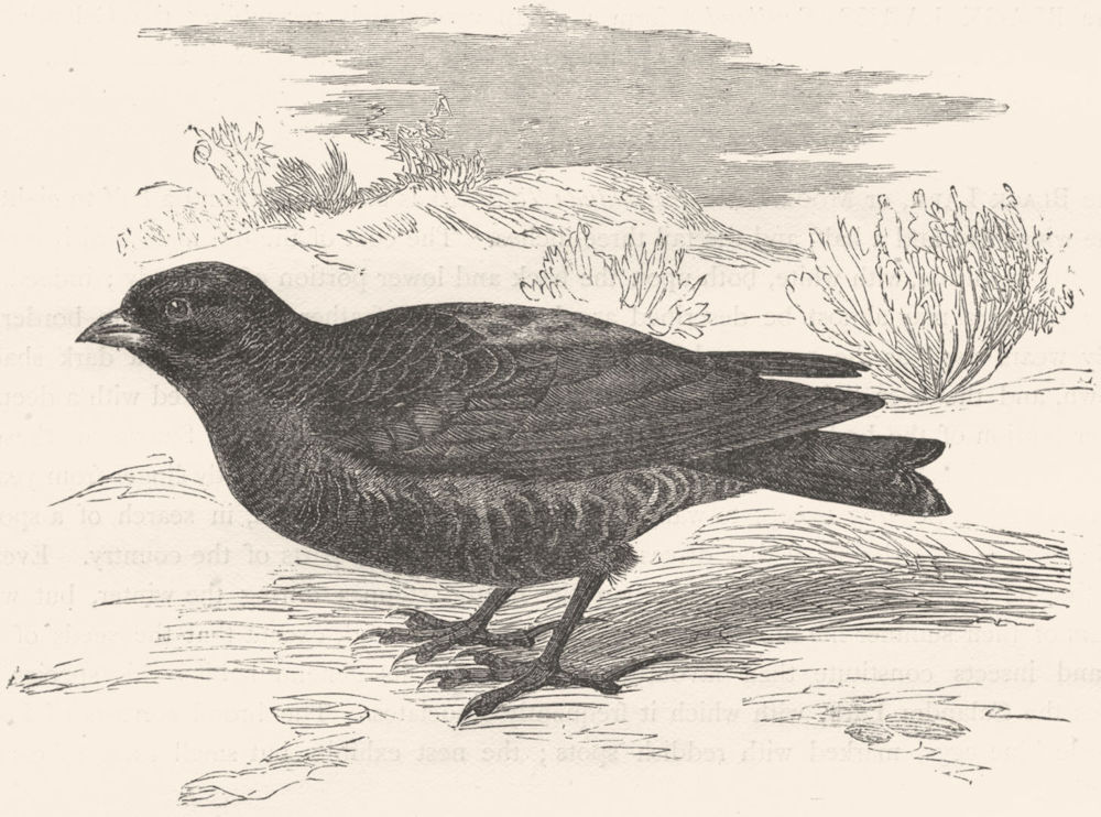 BIRDS. Passerine. Lark. Moor c1870 old antique vintage print picture