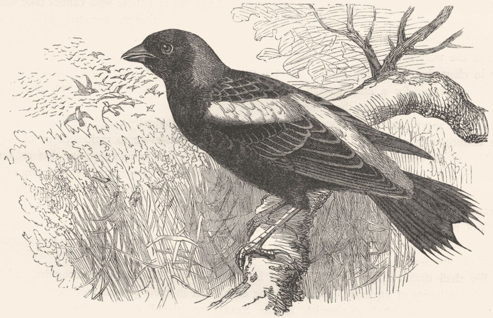 BIRDS. Raven. Starling. Boblink c1870 old antique vintage print picture