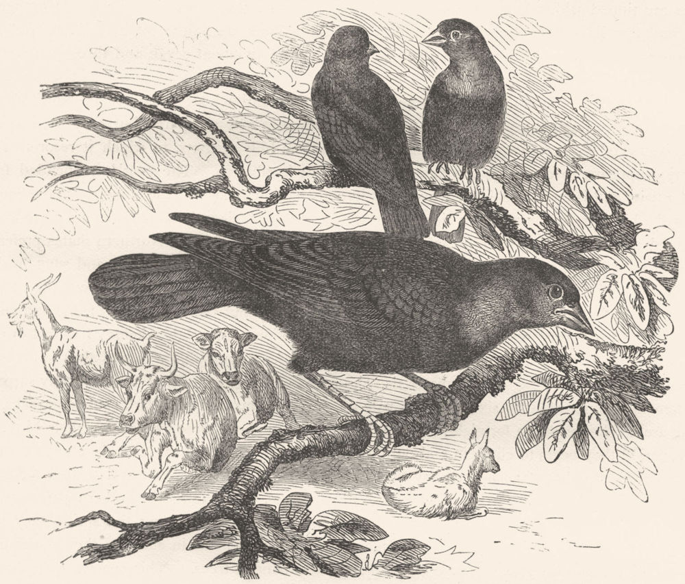 BIRDS. Raven. Starling. Cow c1870 old antique vintage print picture