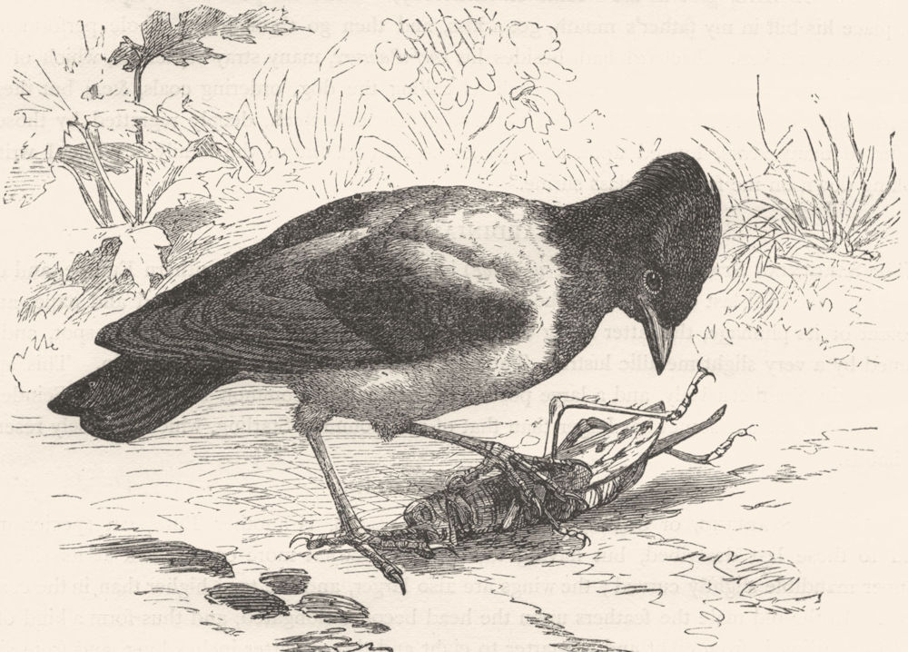 BIRDS. Raven. Starling. Rose c1870 old antique vintage print picture