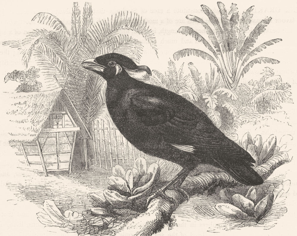 BIRDS. Raven. Starling. Musical Grakle c1870 old antique vintage print picture