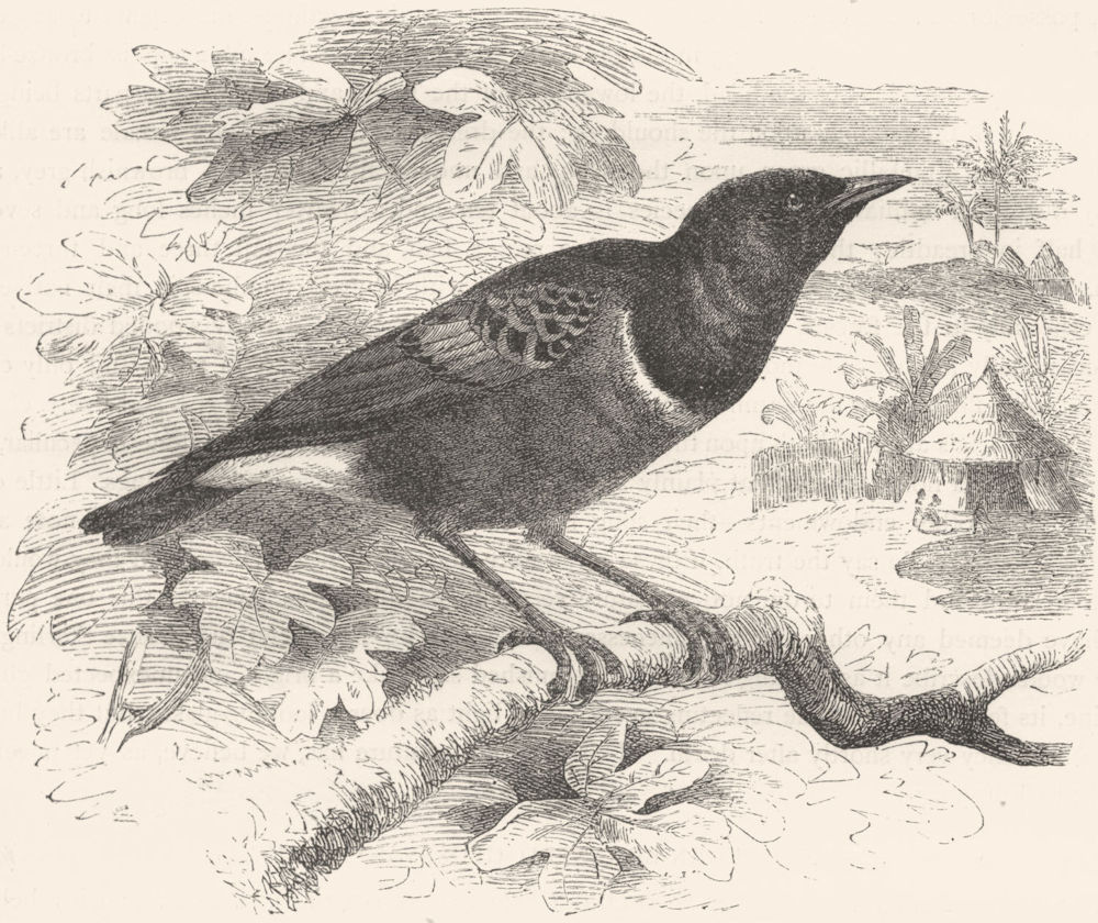 BIRDS. Raven. Starling. Superb Glossy c1870 old antique vintage print picture