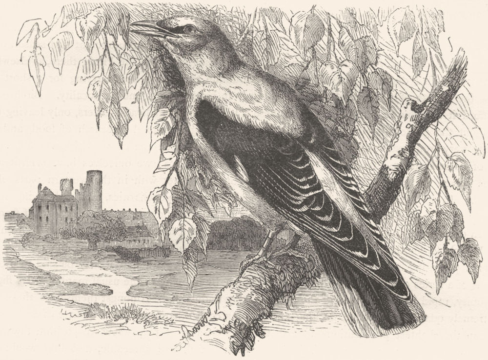 BIRDS. Raven. Starling. Pirol, Golden Oriole c1870 antique print picture