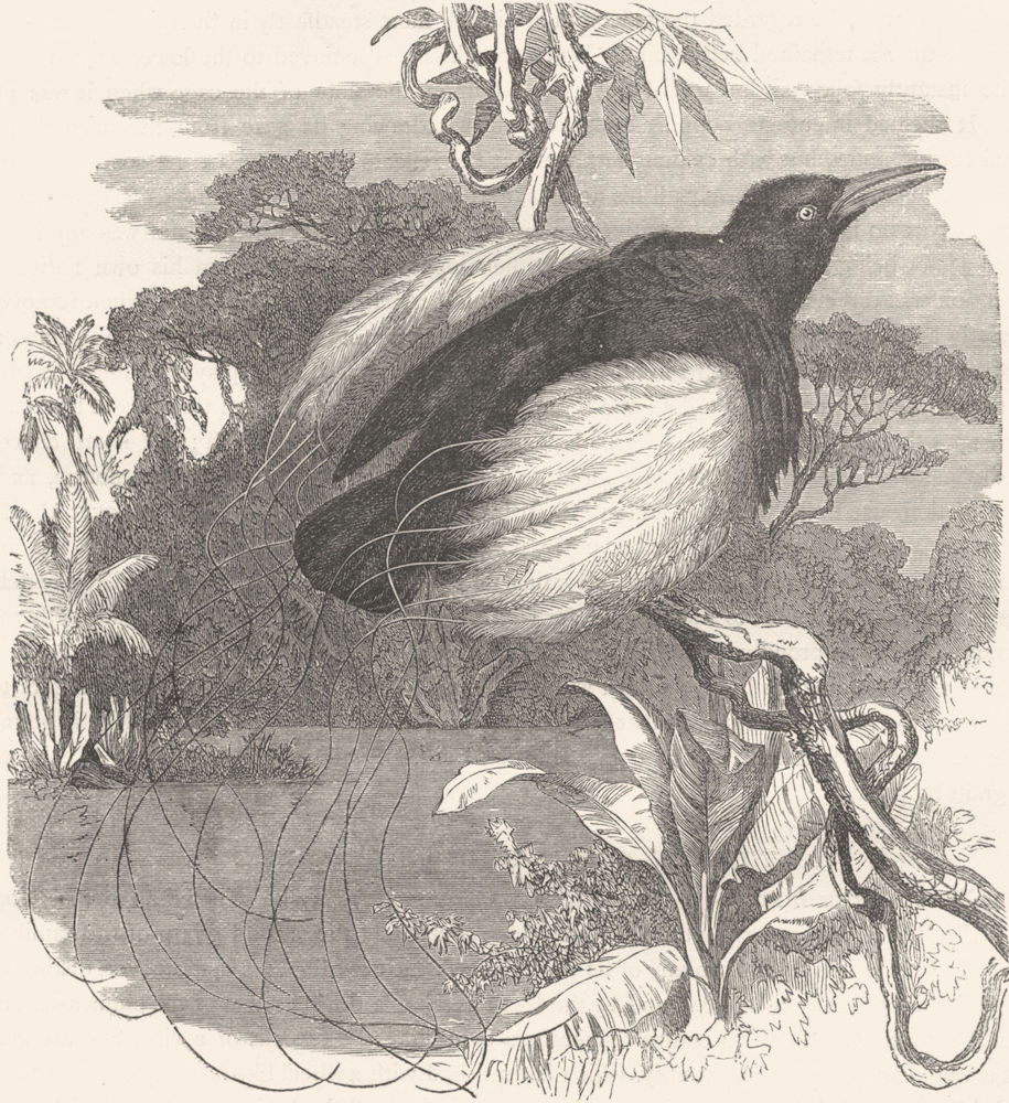 BIRDS. Raven. Bird Paradise. Resplendent Epimachus c1870 old antique print
