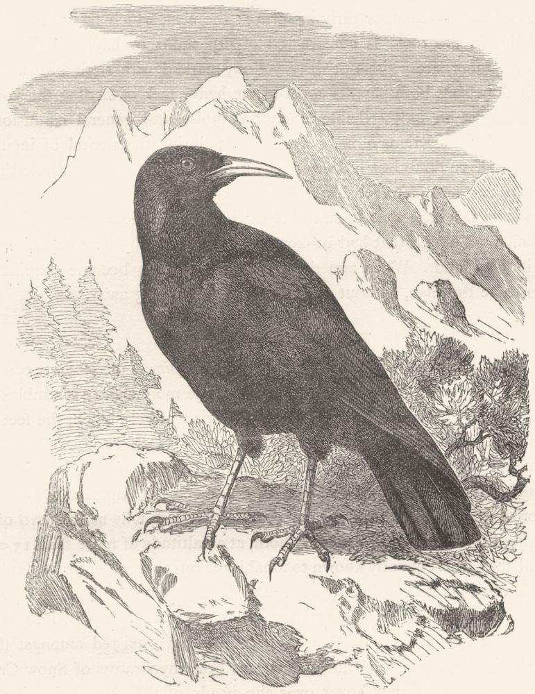 BIRDS. Raven. Chough c1870 old antique vintage print picture