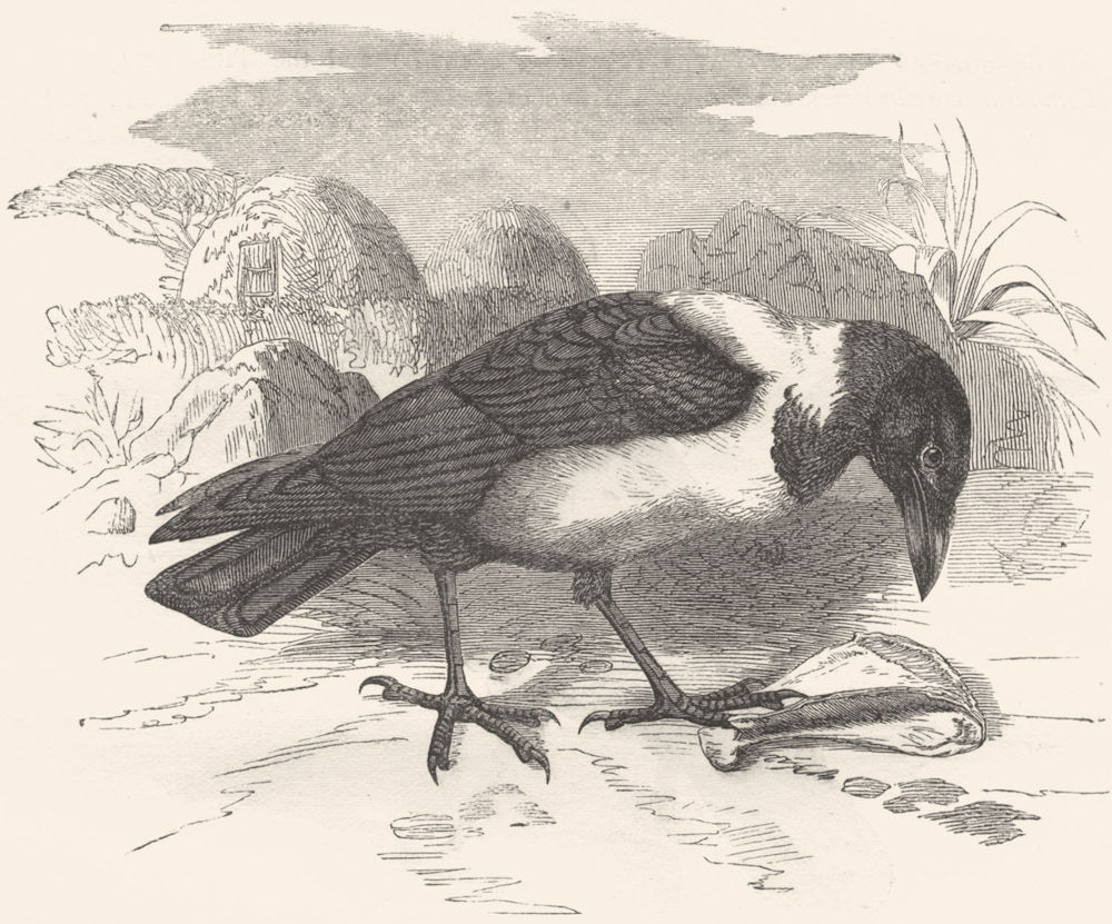 BIRDS. Raven. Scapulated c1870 old antique vintage print picture