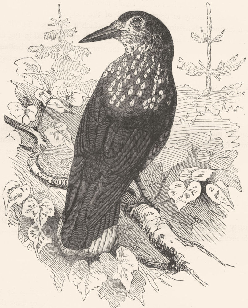 BIRDS. Raven. Nutcracker c1870 old antique vintage print picture