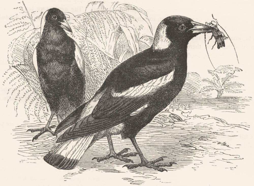 BIRDS. Raven. Flute Bird c1870 old antique vintage print picture