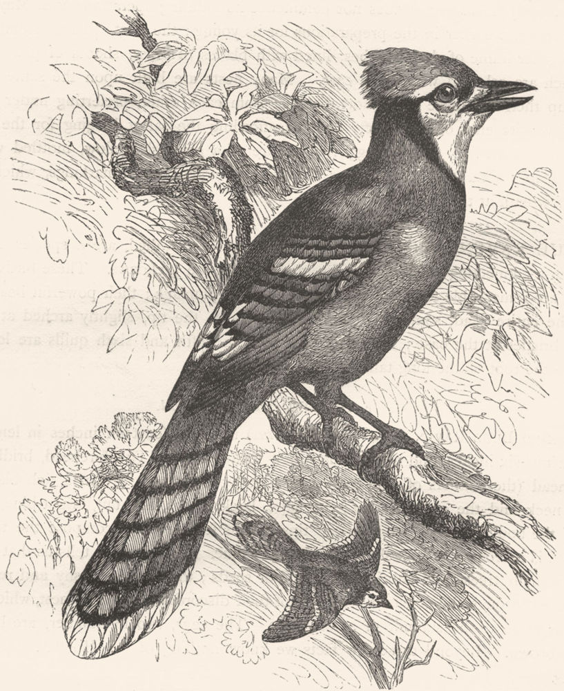 BIRDS. Raven. Crested Blue Jackdaw c1870 old antique vintage print picture