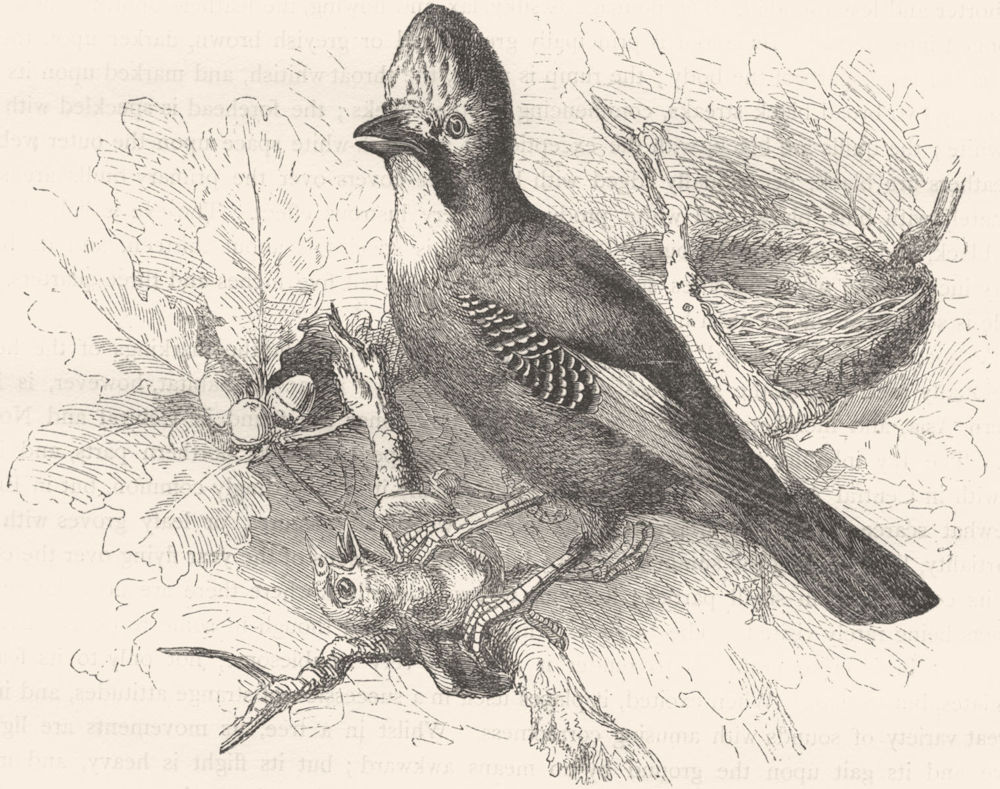 BIRDS. Raven. Common Jay c1870 old antique vintage print picture