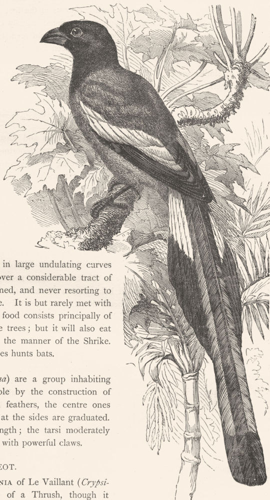 BIRDS. Raven. Wandering Magpie c1870 old antique vintage print picture