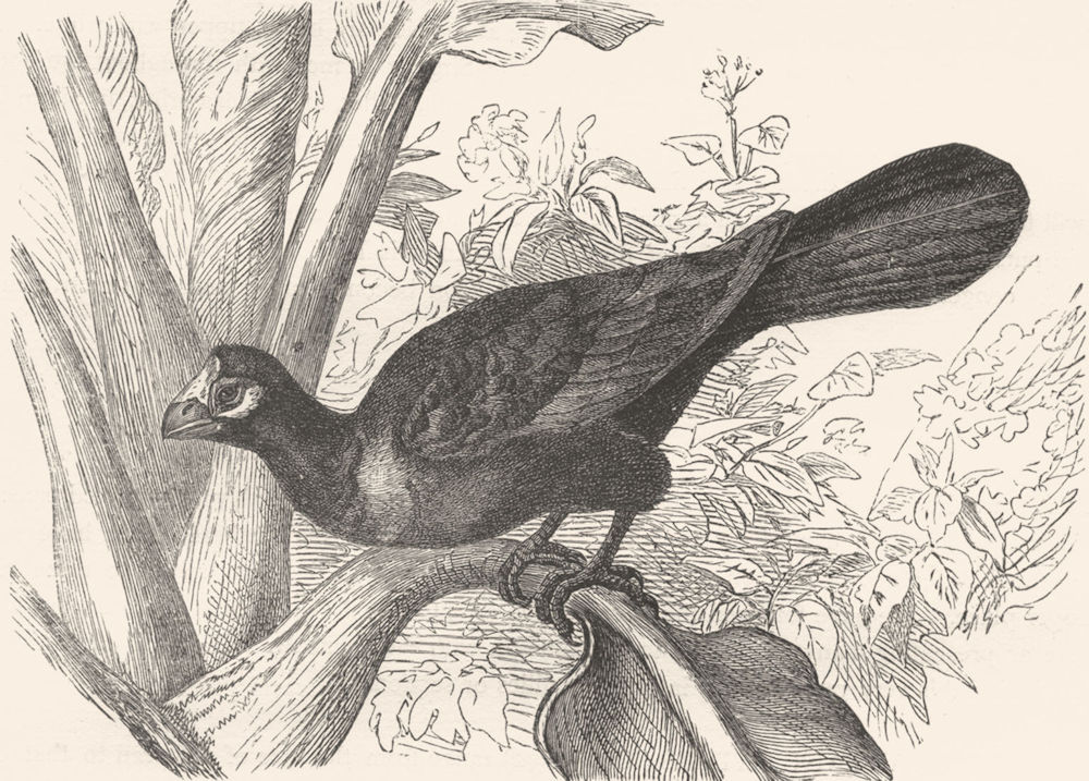 BIRDS. Raven. Plantain Eater. Banana c1870 old antique vintage print picture