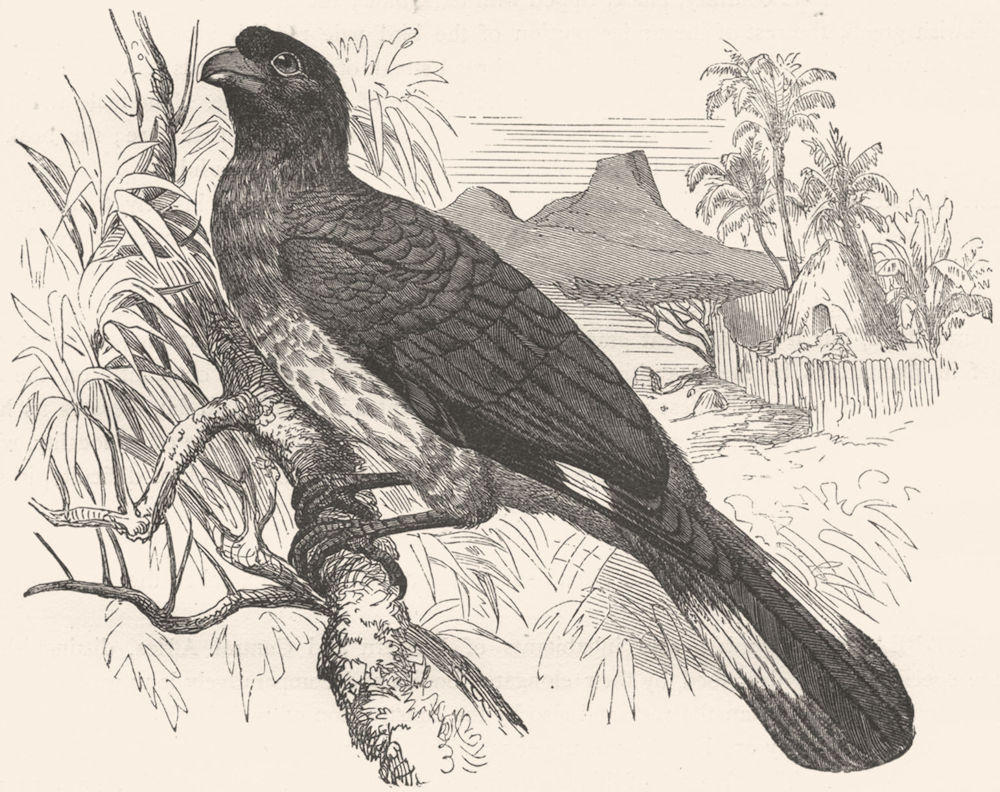 BIRDS. Raven. Plantain Eater. Alarm Bird c1870 old antique print picture