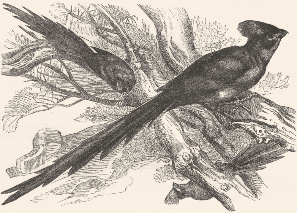 BIRDS. Raven. Plantain Eater. Wiriwa c1870 old antique vintage print picture