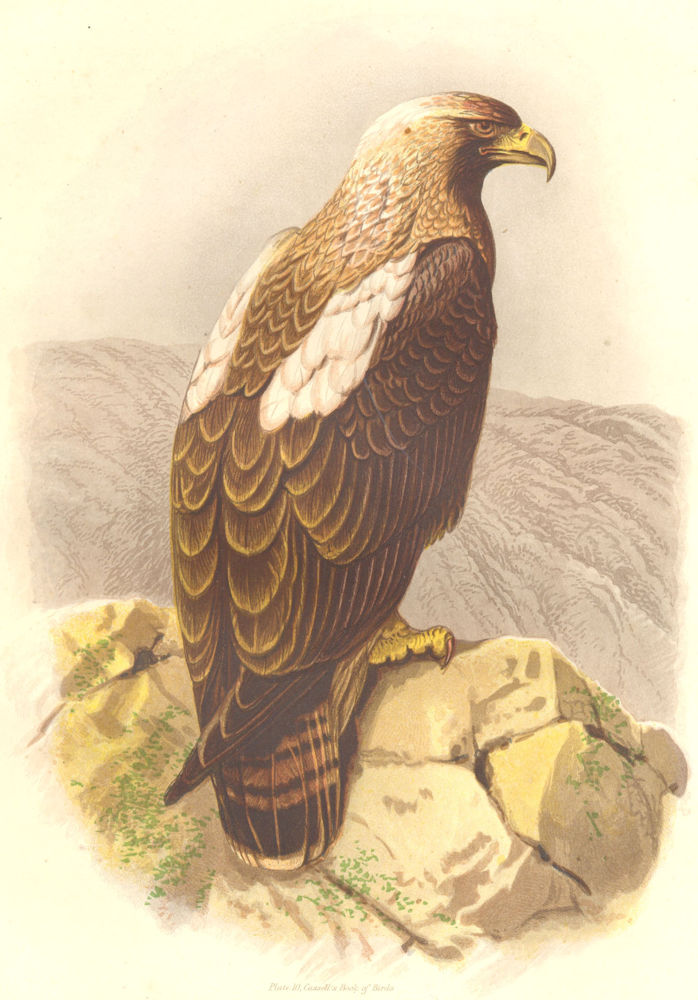 BIRDS. Catcher. Bird of Prey. Imperial Eagle c1870 old antique print picture