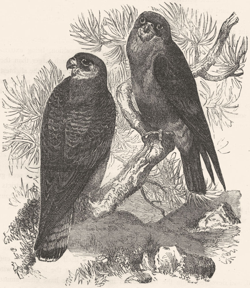 BIRDS. Catcher. Bird Prey. Red-footed Evening Falcon c1870 old antique print