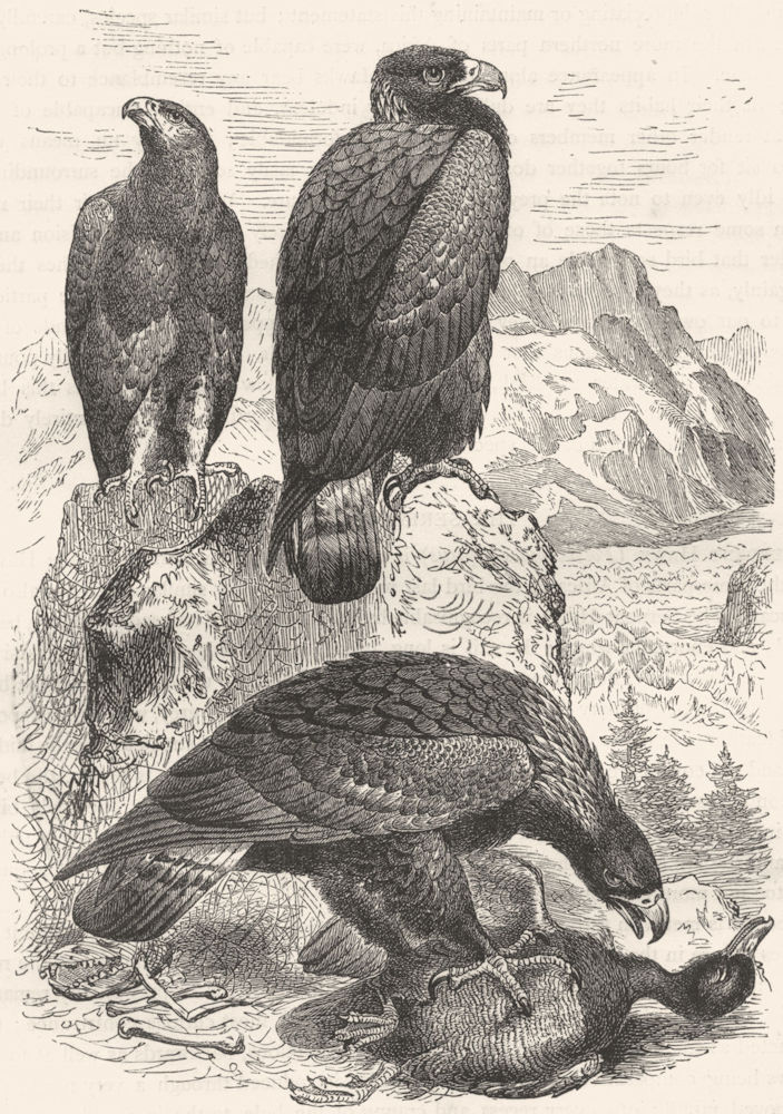 BIRDS. Raptorial. Eagle c1870 old antique vintage print picture