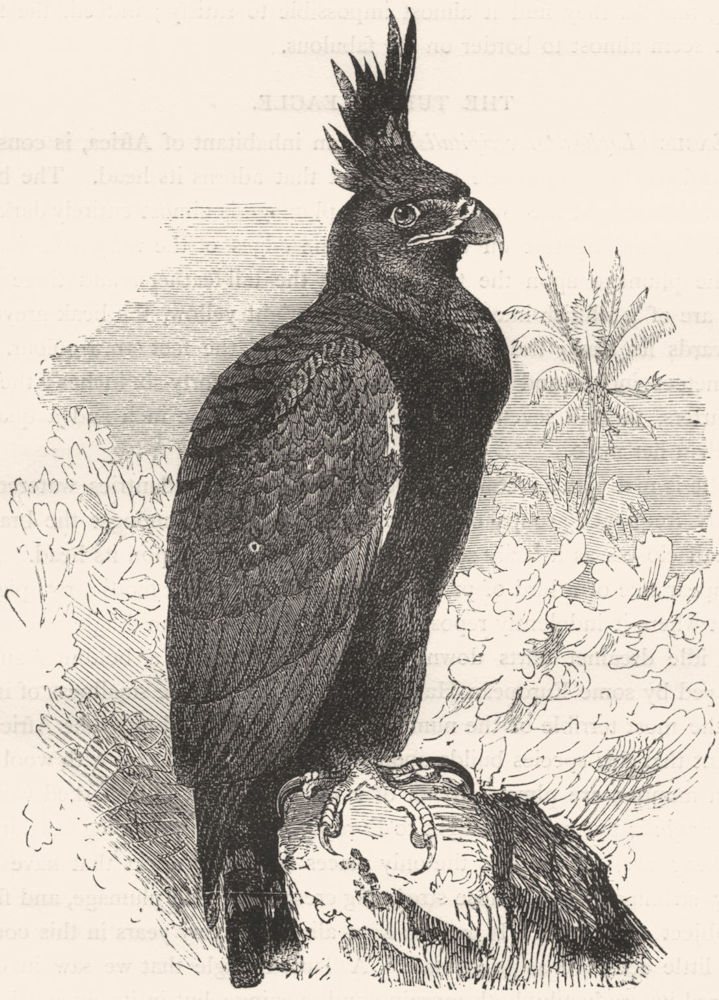 BIRDS. Raptorial. Eagle. Tufted c1870 old antique vintage print picture