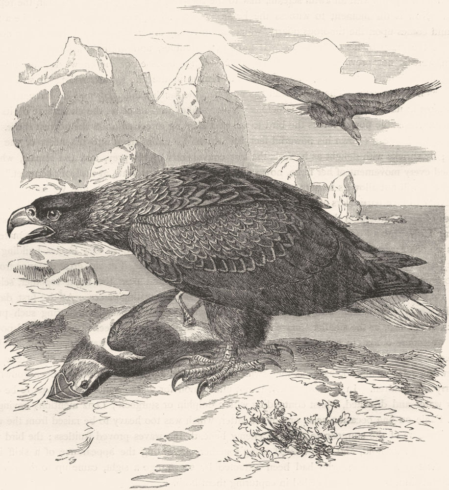 BIRDS. Raptorial. Eagle. Sea c1870 old antique vintage print picture